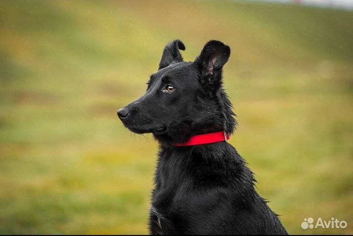 Собака в добрые руки. Эйва