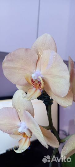Орхидея фаленопсис Карина (Golden River)