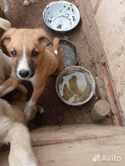 Отдам в добрые руки щенков беспородных - 4 месяца