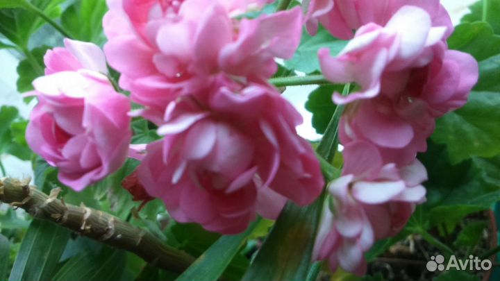 Герань розебудная белая/розовая/красная(7растений)