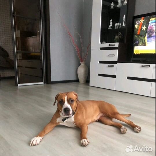 Стаффордширский терьер в добрые руки