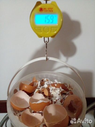 Яичная скорлупа