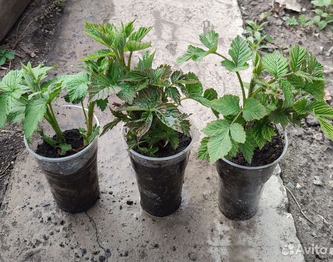 Ремонтантная малина