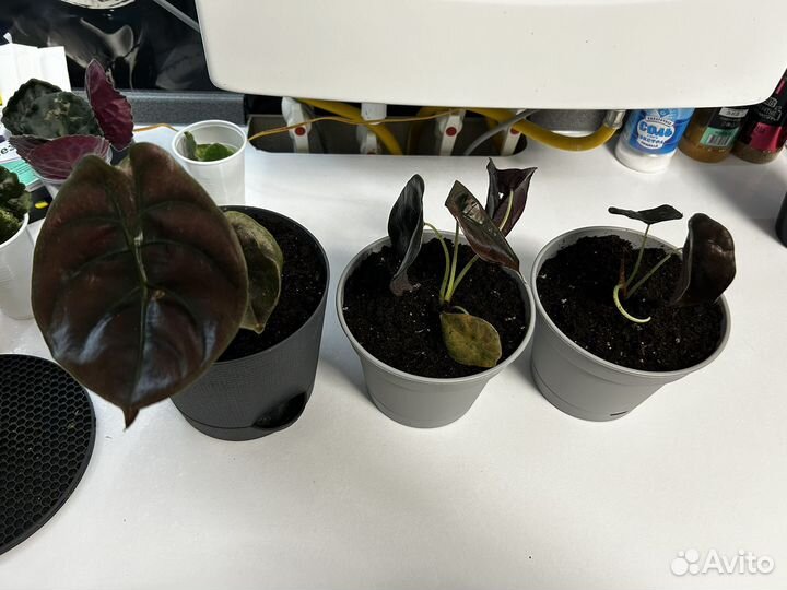 Алоказия Купрея ред