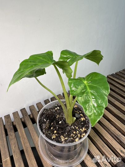 Алоказия Лоу Райдер