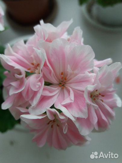 Пеларгония герань