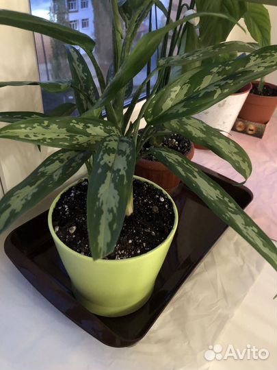 Аглоэнема Мария в горшке от IKEA