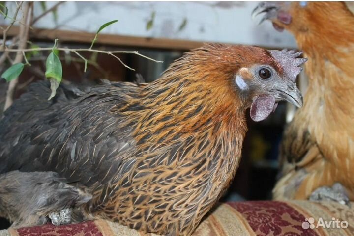 Инкубационное Яйцо, цыплята