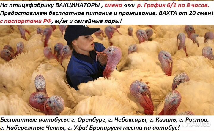 Рабочие-вакцинаторы на птицефабрику/вахта/жилье