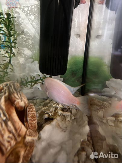 Рыбка в хорошие руки