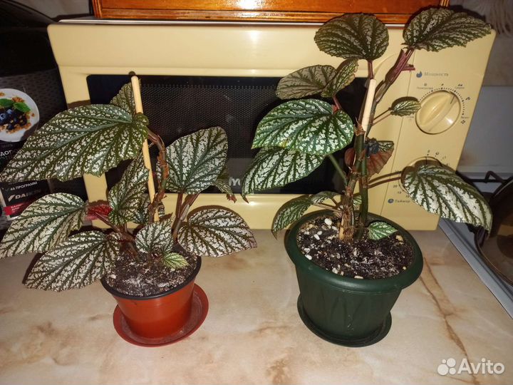 Комнатные цветы