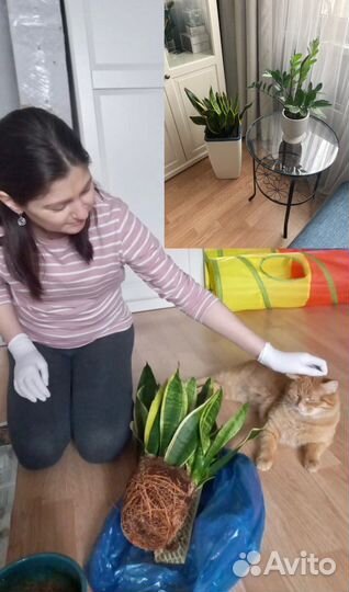 Озеленение, уход и пересадка растений