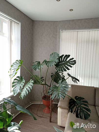 Цветок Монстэра