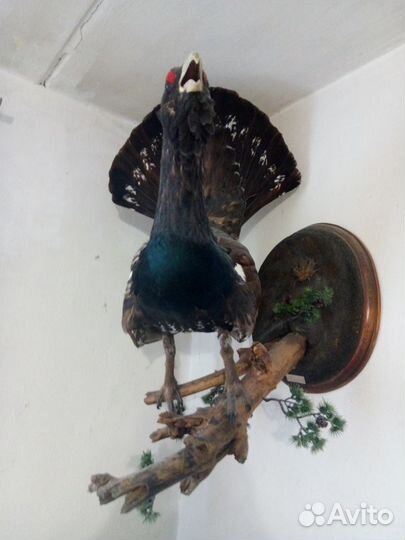 Чучело Трофейного Глухаря