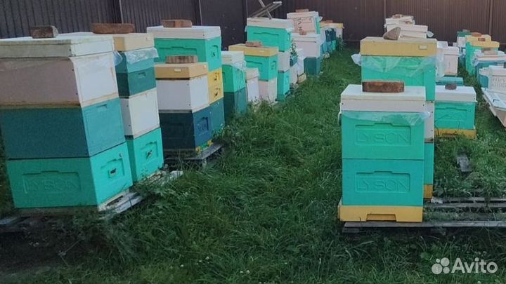 Пчеломатки карника