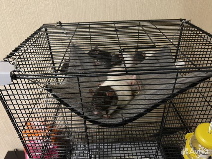 Декоративная крыса Москва