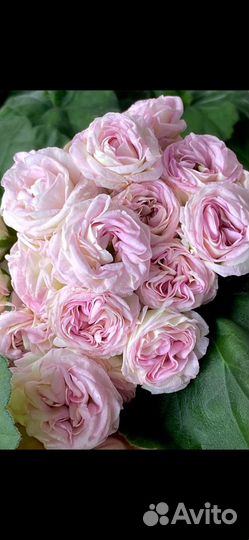 Пеларгония юв 13.21, юв 25.20