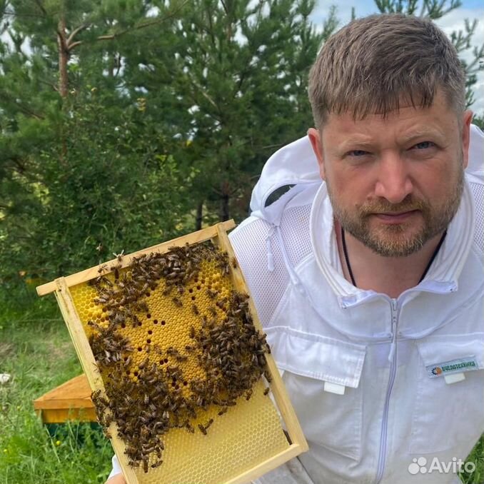 Пчеломатки бакфаст Ф1 и Племенные