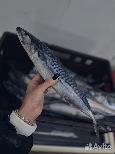 Скумбрия оптом