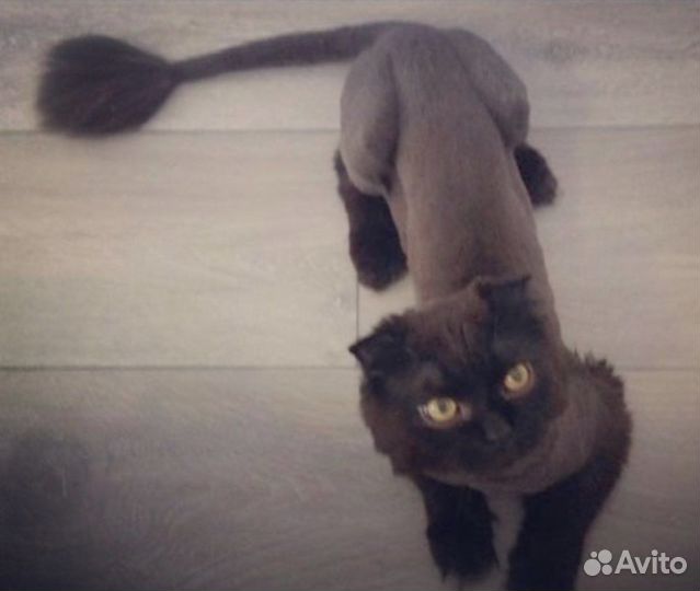 Грумер. Стрижка собак и кошек