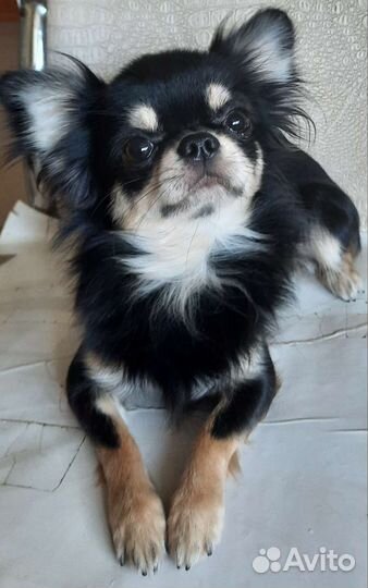 Мачо для дам