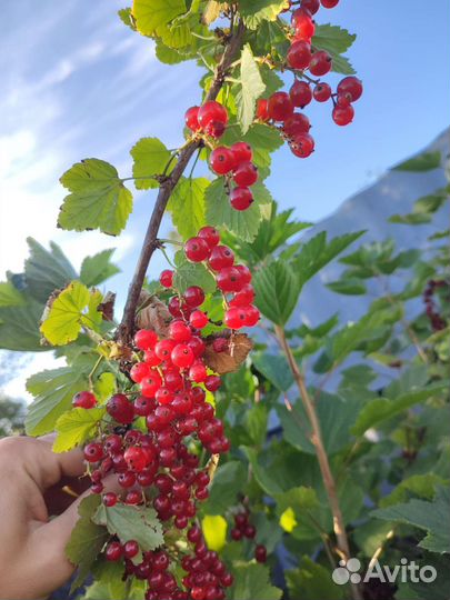 Смородина красная