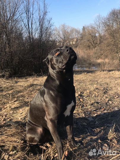 Питбуль вязка