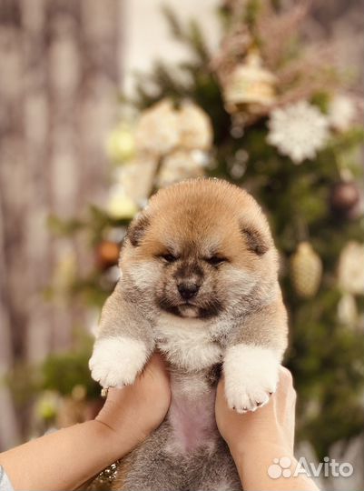 Шикарный мальчик акита ину тигровый окрас