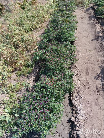 Перец огонек