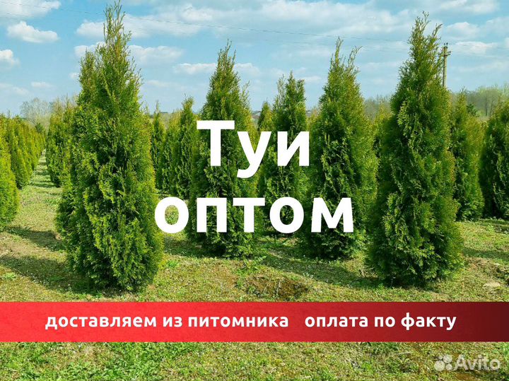 Туя Смарагд