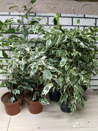 Фикус бенджамина