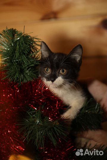 Котенок в дар