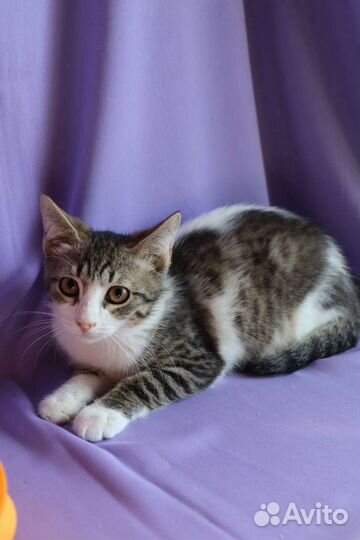 Кошечка подросток в добрые руки