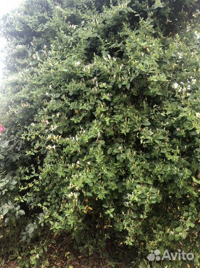 Декоративная вечнозелёная лиана каприфоль