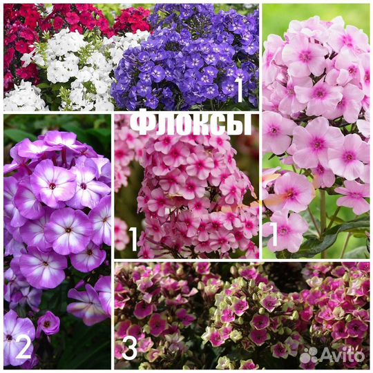 Кустарники и многолетние цветы