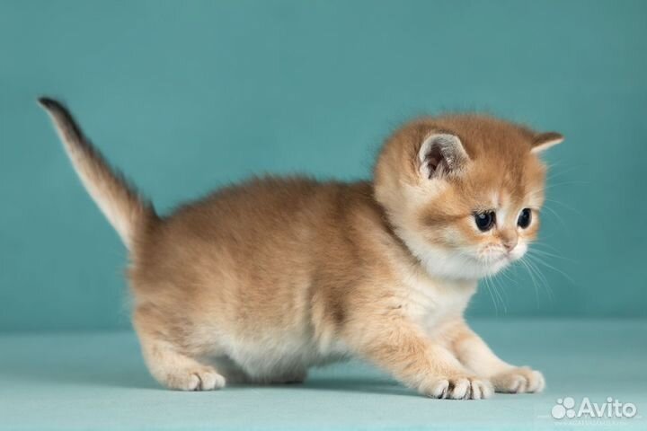 Котята золотые британские шиншиллы