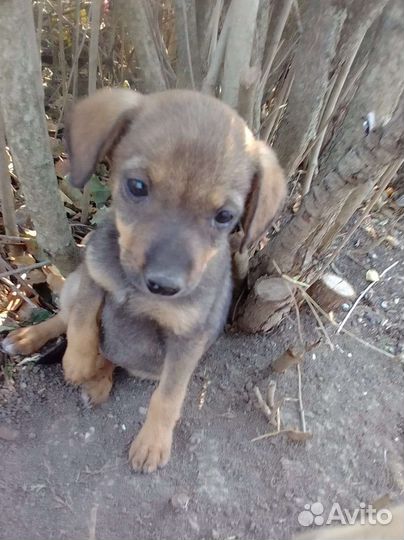 Щеночки от маленькой собаки