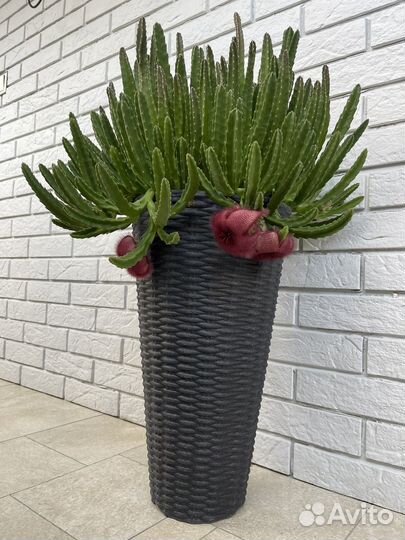 Суккулент Стапелия (отростки)