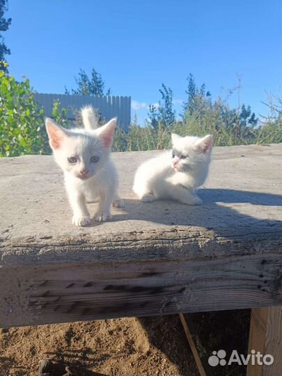 Котята обычные бесплатно