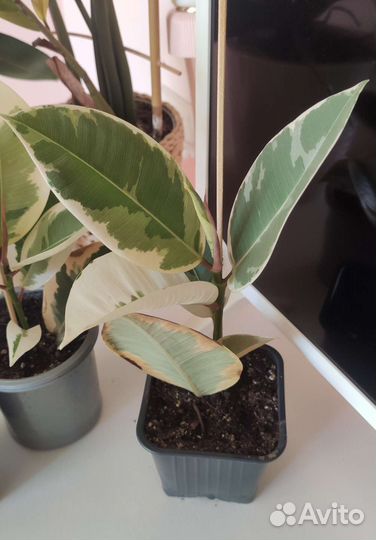 Фикус эластика Тинеке