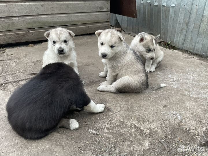 Продам щенков Хаски