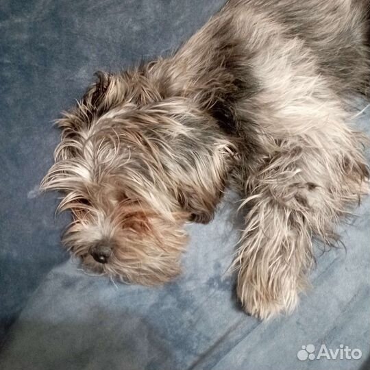 Собака йоркширский терьер