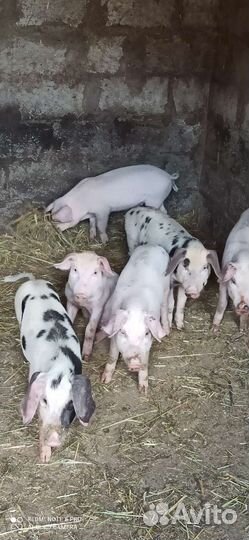 Продажа поросят