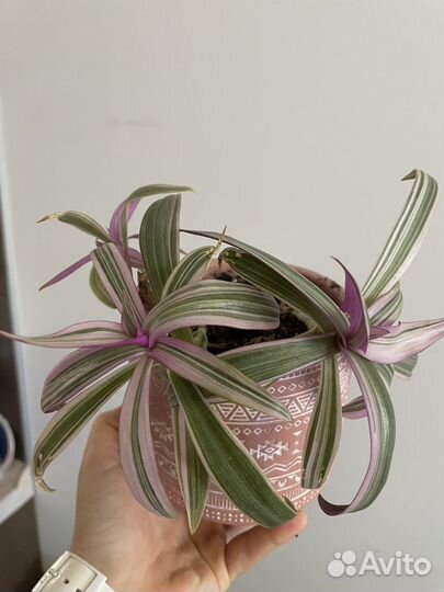 Традесканция розовая (хлорофитум розовый)