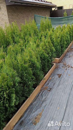 Туя Смарагд 90-100 см