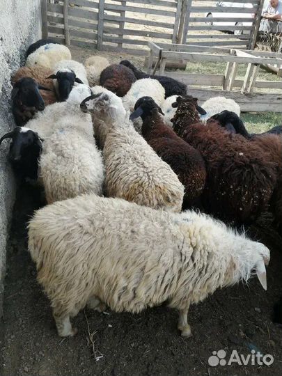 Овцы бараны