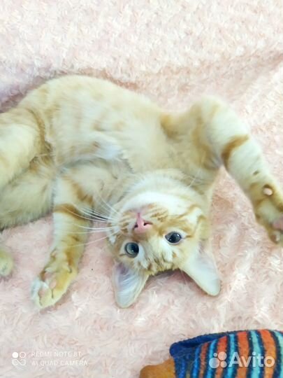 Машенька и Семушка, два неразлучника в одну семью