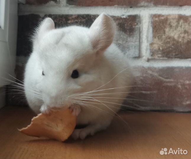 Продам шиншиленка (мальчик, бело-розовый эбони)