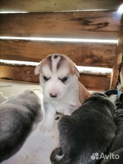 Щенки сибирской хаски