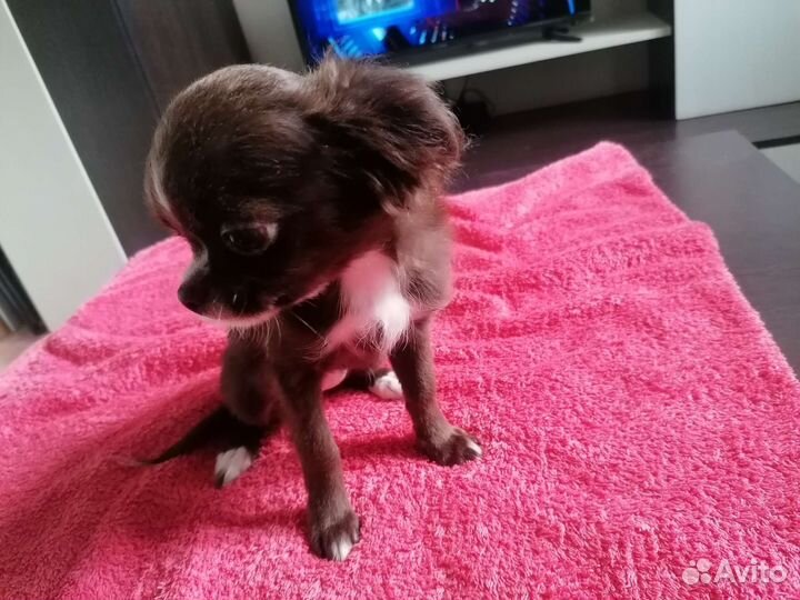 Чихуахуа девочка